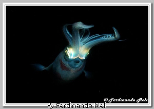 A squid in the night... by Ferdinando Meli 